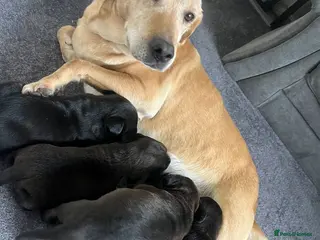 Mixed Breed dogs Beautiful stuffy cross labs - Advert 4