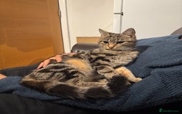 Domestic Shorthair cats for sale: Lovely tabby cat for adoption - Image 2