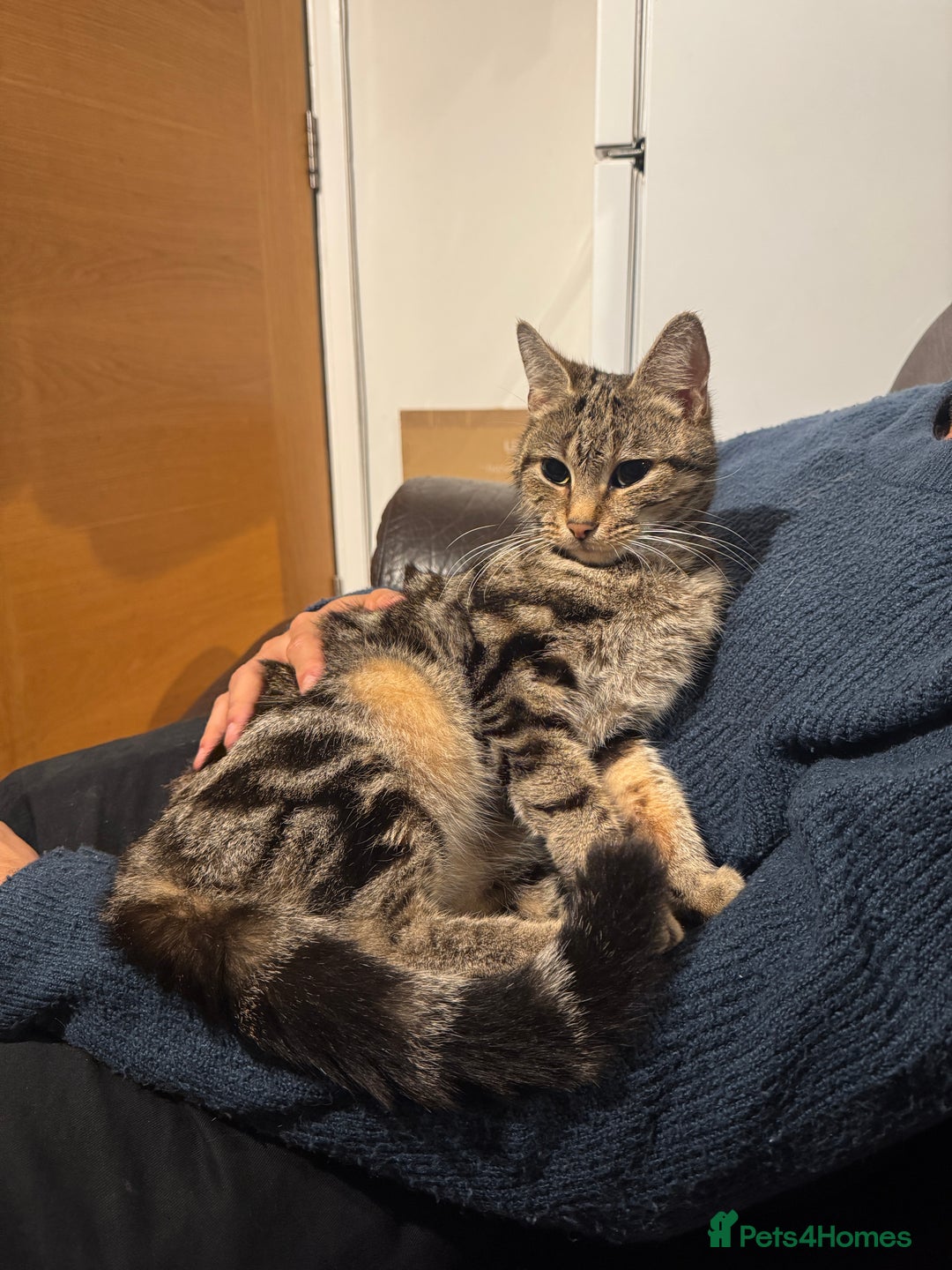 Domestic Shorthair cats for sale: Lovely tabby cat for adoption - Image 2