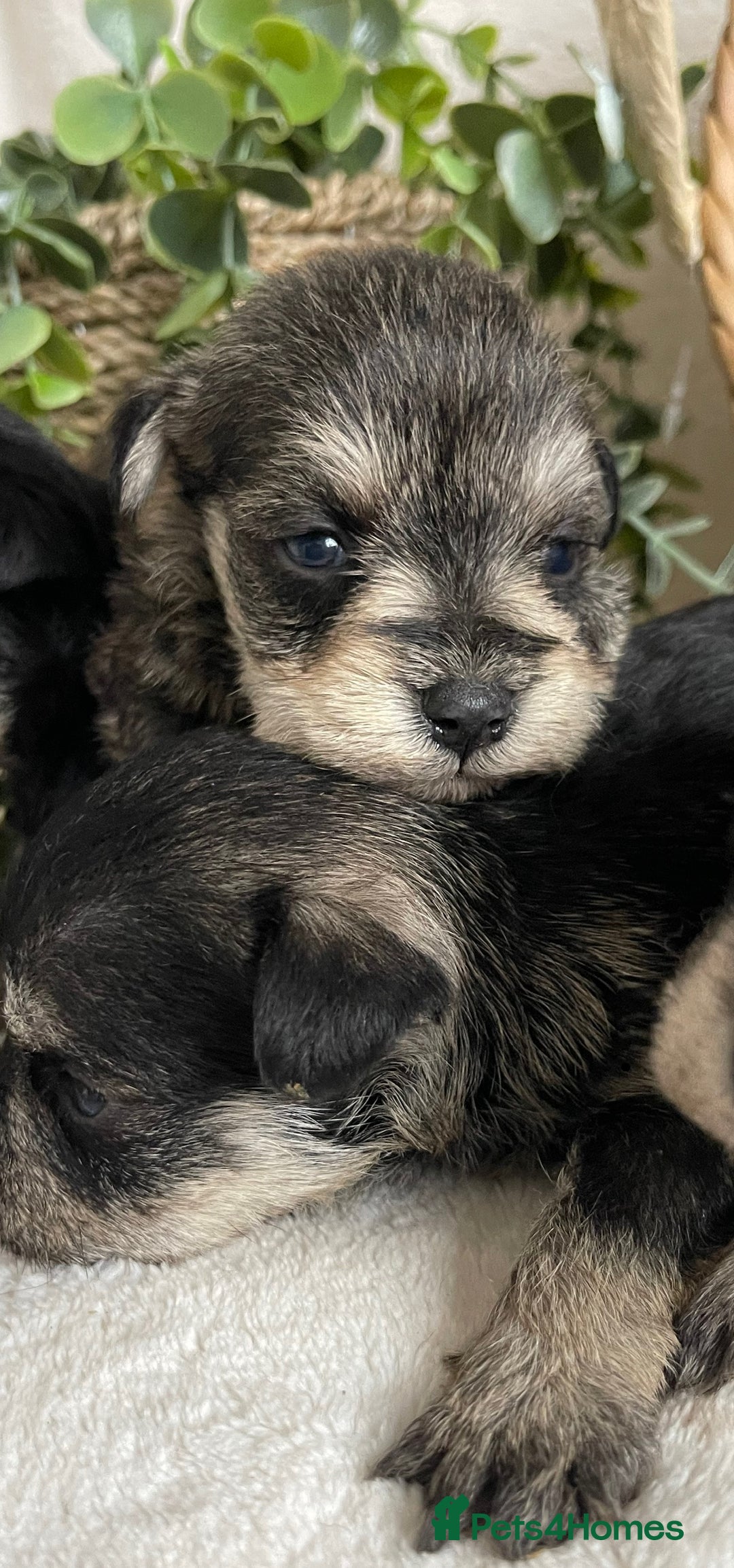 Miniature Schnauzer dogs for sale: STUNNING DNA TESTED MINI SCHNAUZER  - Advert 6