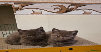British Shorthair cats - Advert 7