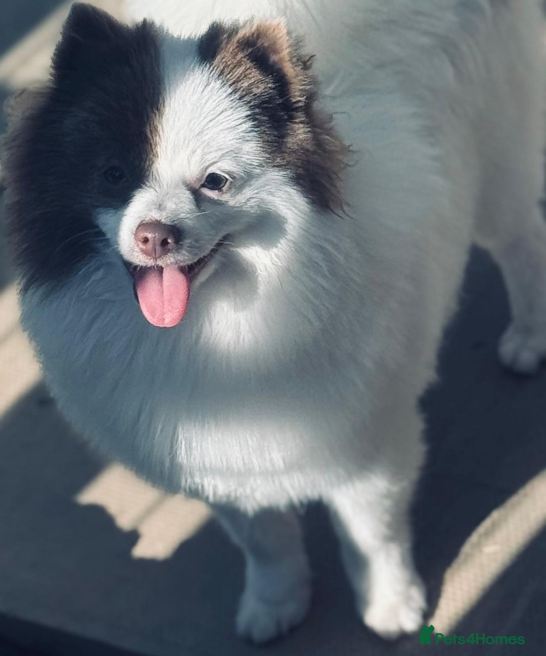 Pomeranian dogs for sale: Kc Beautiful chocolate parti poms 🤎🤍 - Advert 3