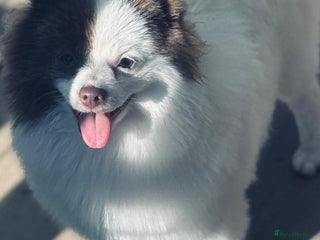 Pomeranian dogs Beautiful chocolate parti poms 🤎🤍 - Advert 8