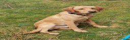 Springador dogs for sale: Wonderful Springador Puppies  - Advert 6