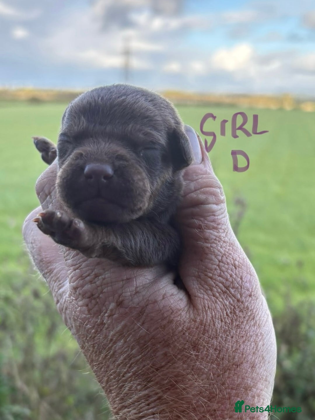 Patterdale Terrier dogs for sale: #Sold# Quality Patterdale Terrier Pups - Image 6