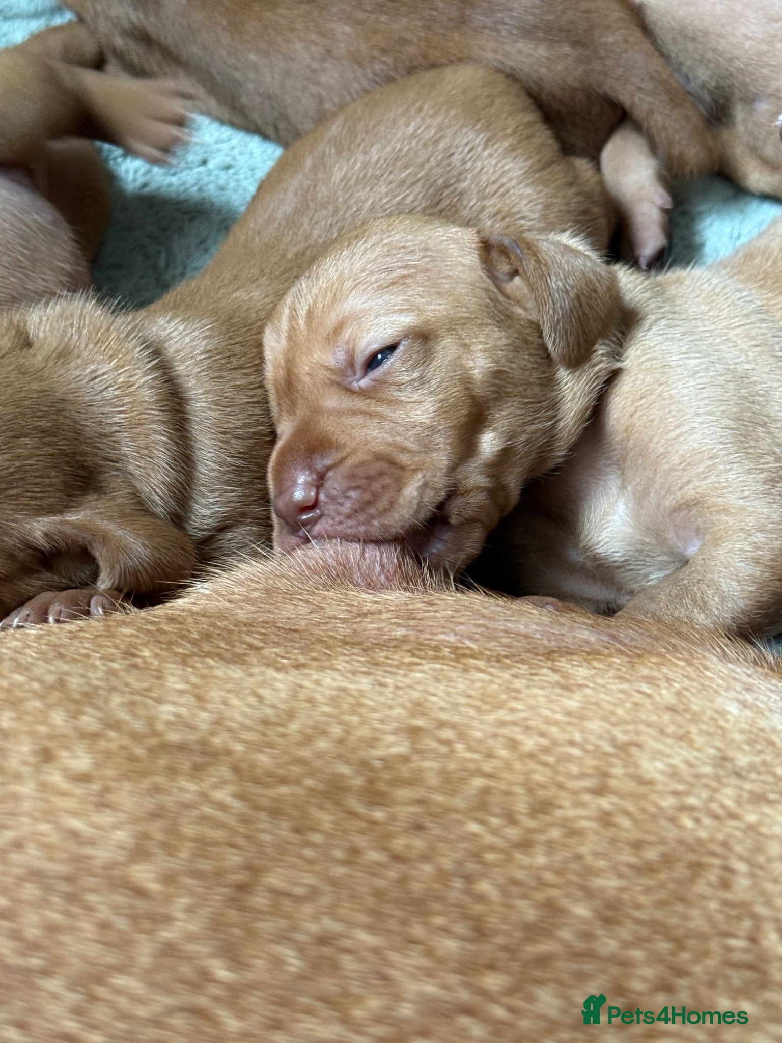 Hungarian Vizsla dogs Exceptional KC Pedigree Hungarian Vizsla’s 13 jun - Advert 2