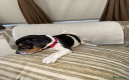 Jack Russell dogs for sale: Traditional jack russel pups tri coloured  - Image 7