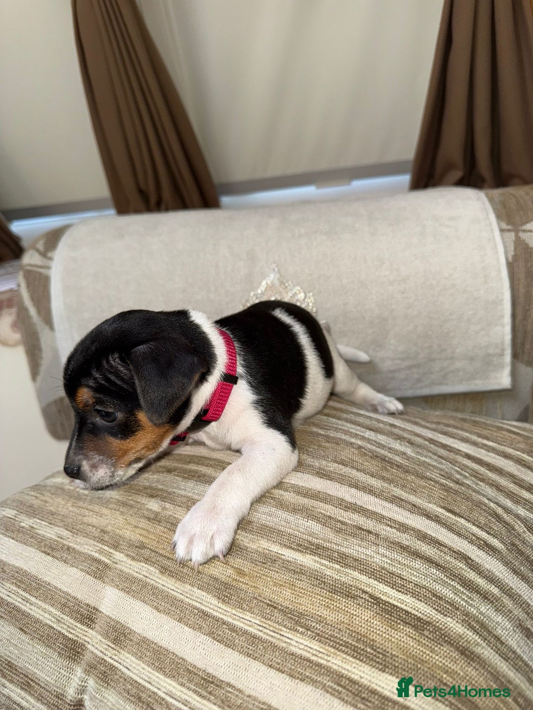 Jack Russell dogs for sale: Traditional jack russel pups tri coloured  - Image 7