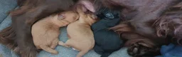 Cockapoo dogs for sale: Stunning cockapoos - Advert 21