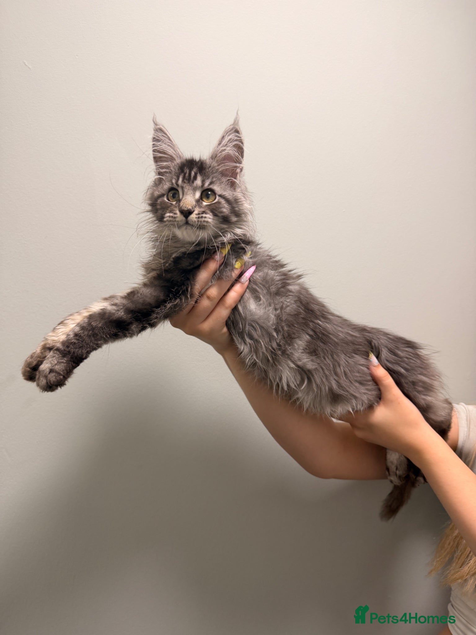 Maine Coon cats for sale: Beautiful kittens pure Maincoon  - Advert 6