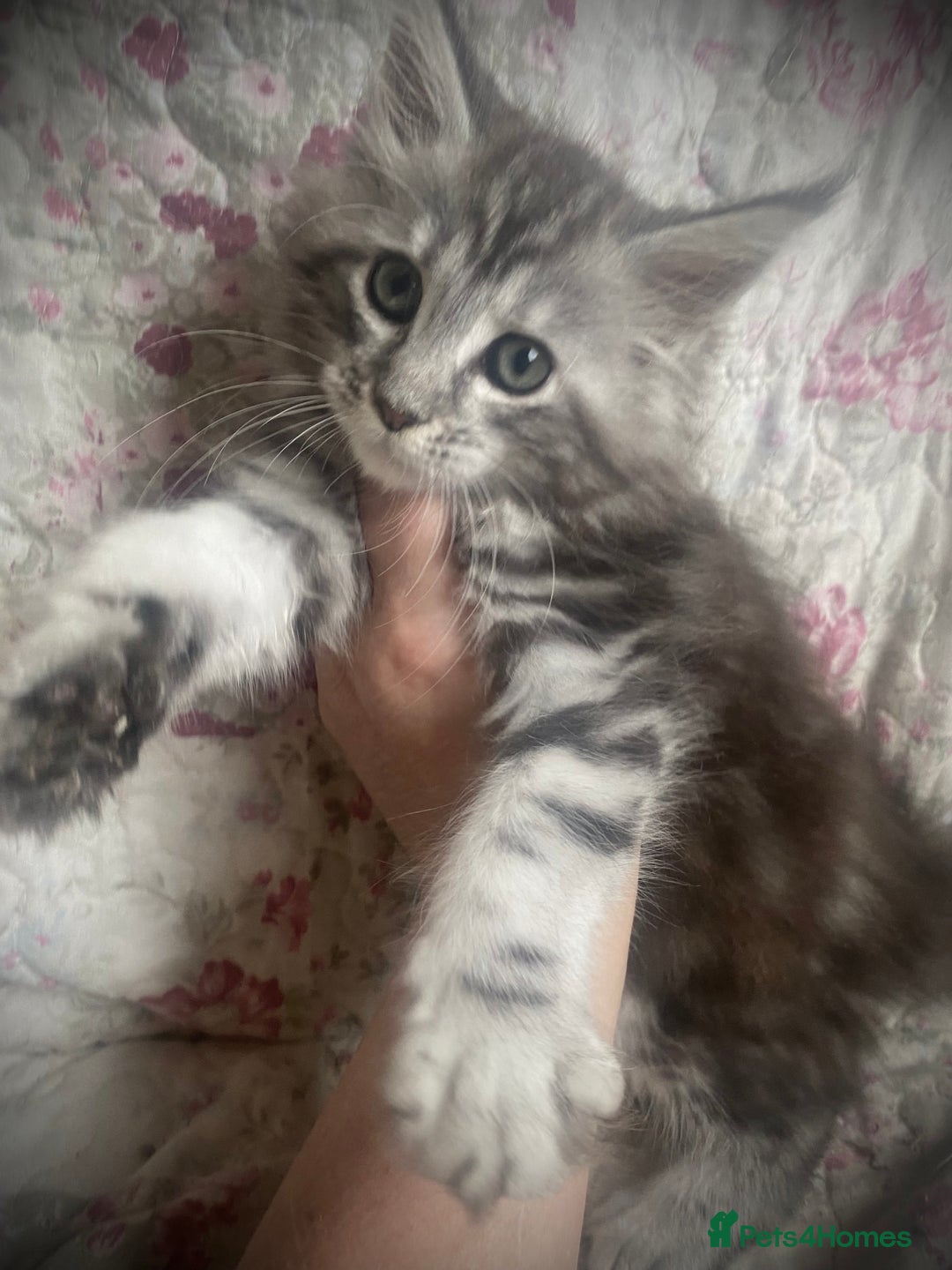 Maine Coon cats for sale: Full Maine Coon kittens Parents fully tested - Advert 11