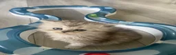 Selkirk Rex cats for sale: Selkirkrex curly and straight - Advert 6