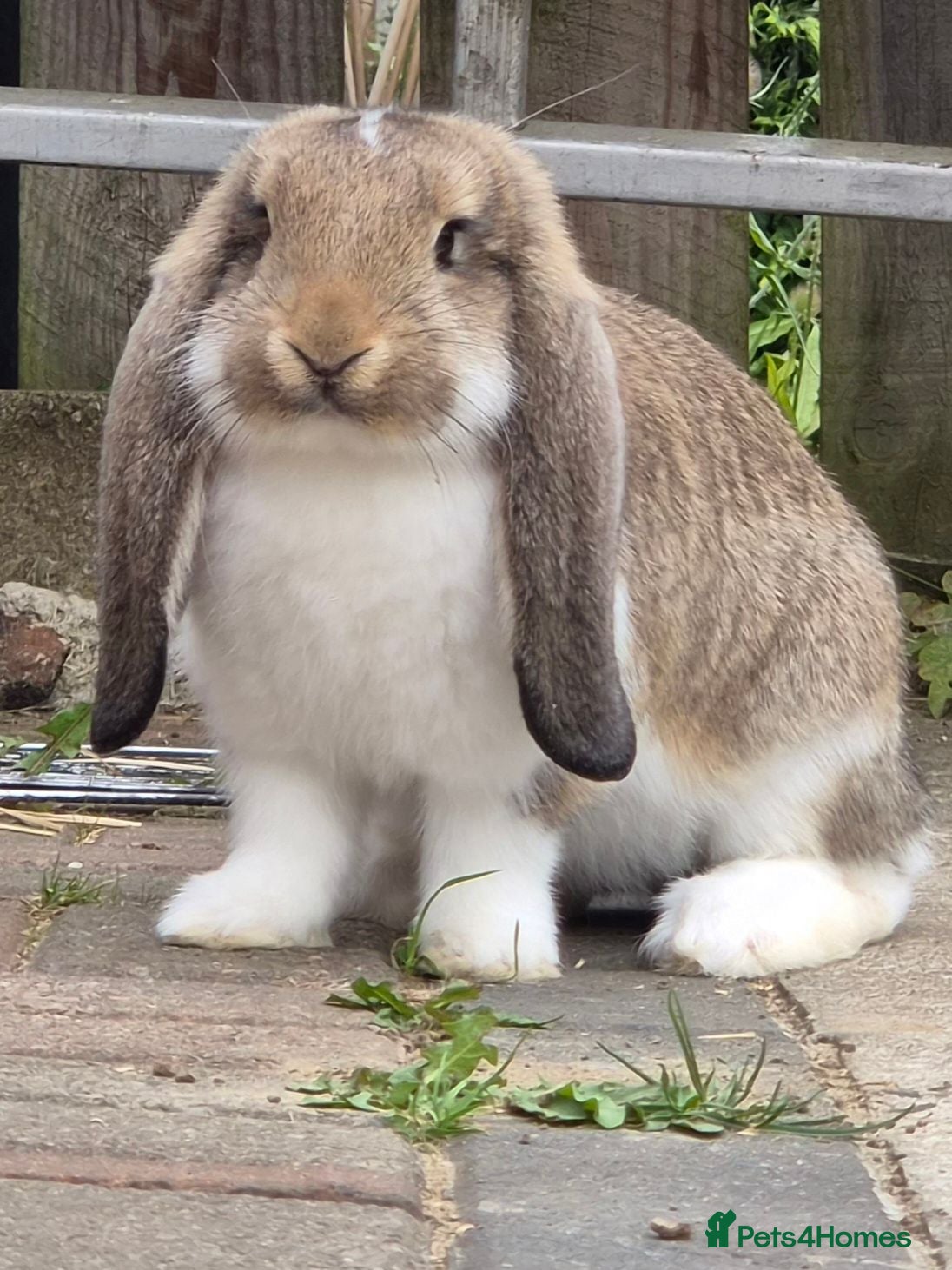 French Lop rabbits 🐰 Big ears, Big personalities 🐰 - Advert 1