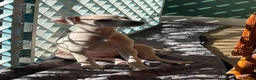 Italian Greyhound dogs for sale: 5 wonderful Wiggy’s licensed breeder  - Advert 16