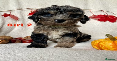 Cockapoo dogs - Advert 1