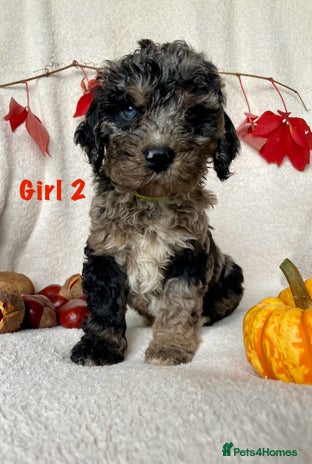 Cockapoo dogs - Advert 3