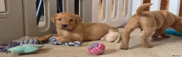 Labrador Retriever dogs for sale: 10 FOX RED KC LABS WITH HEALTH TESTED PARENTS - Advert 21
