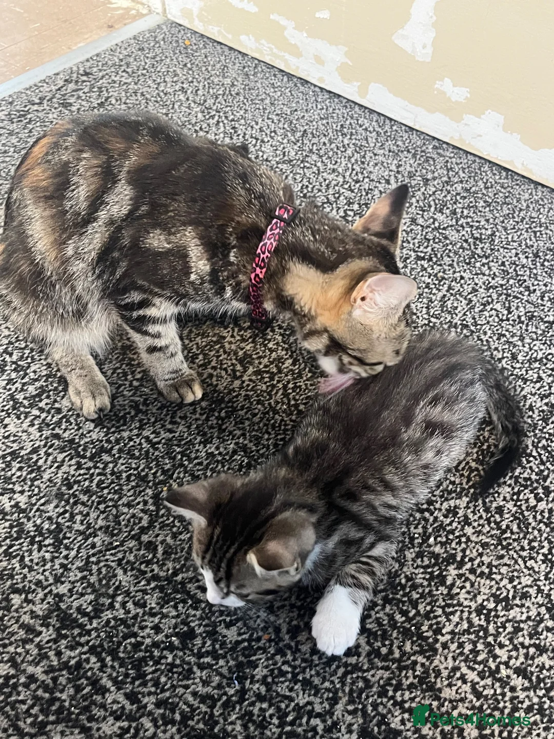 British Shorthair cats for sale: Male tabby/grey kitten for sale  - Advert 5