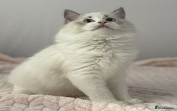 Ragdoll cats for sale: Playful Pedigree Ragdoll Kittens Available - Image 9