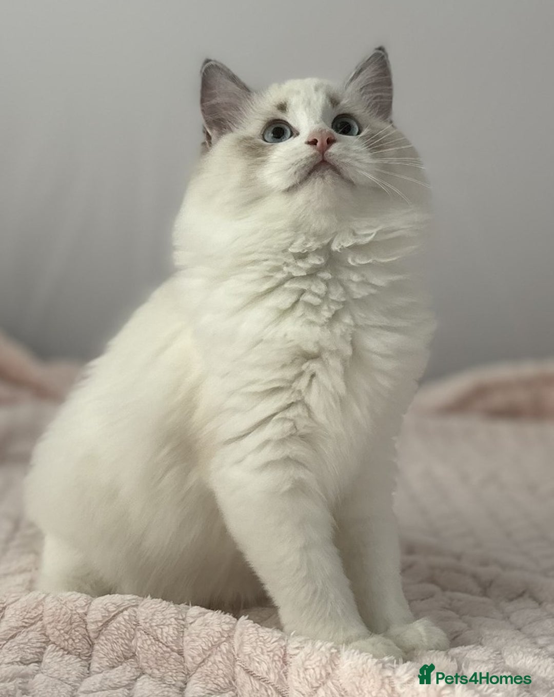 Ragdoll cats for sale: Playful Pedigree Ragdoll Kittens Available - Image 9