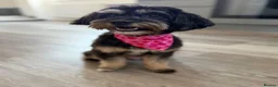 Maltipoo dogs for sale: Maltipoo puppies - Advert 17
