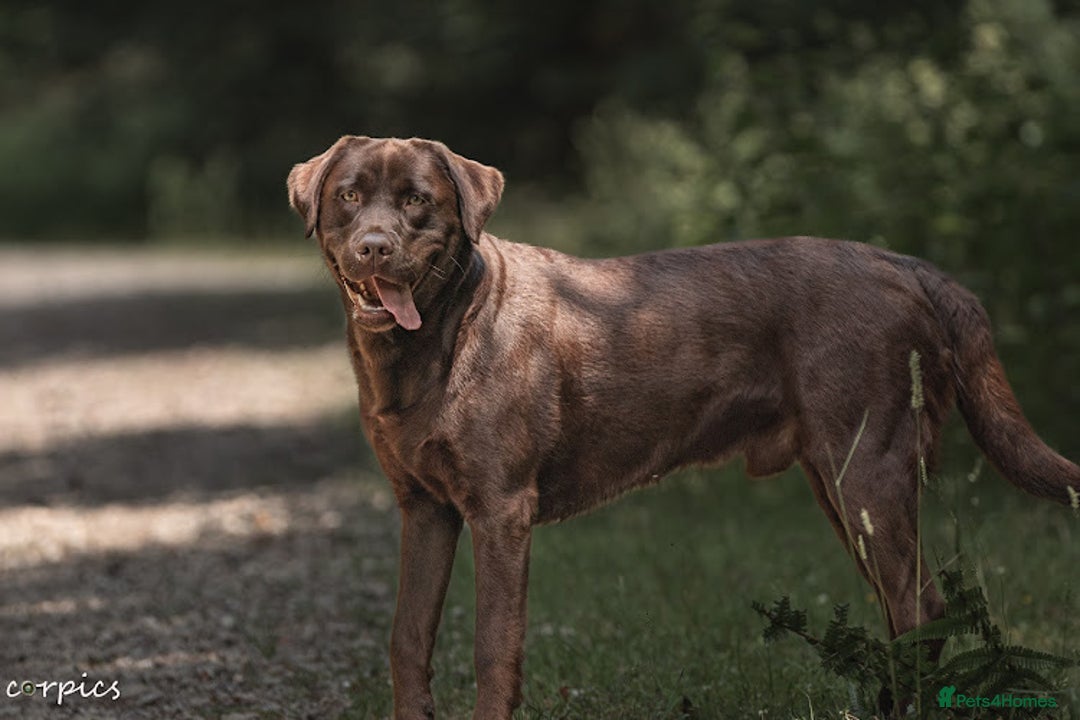 Labrador Retriever dogs for stud: Proven health tested Labrador in Blackwood - Advert 4