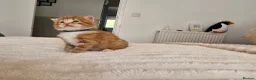 Mixed Breed cats for sale: Beautiful Kittens Looking For Their Forever Homes. - Advert 25