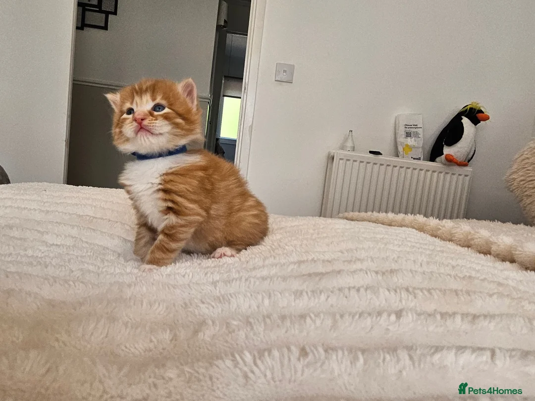 Mixed Breed cats for sale: Beautiful Kittens Looking For Their Forever Homes. - Advert 25
