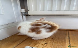Mixed Breed cats for sale: Male female calico tortoiseshell grey kittens in Enfield - Image 8