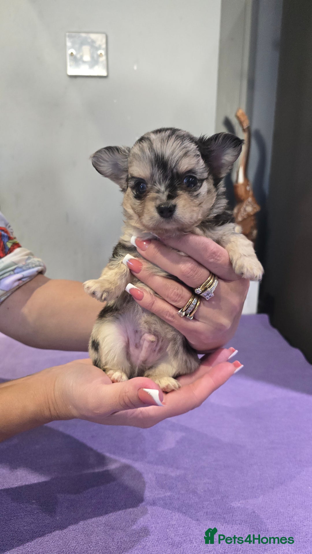 Chihuahua dogs for sale: Chihuahua puppies Russian ancestry with perfect bo - Advert 28