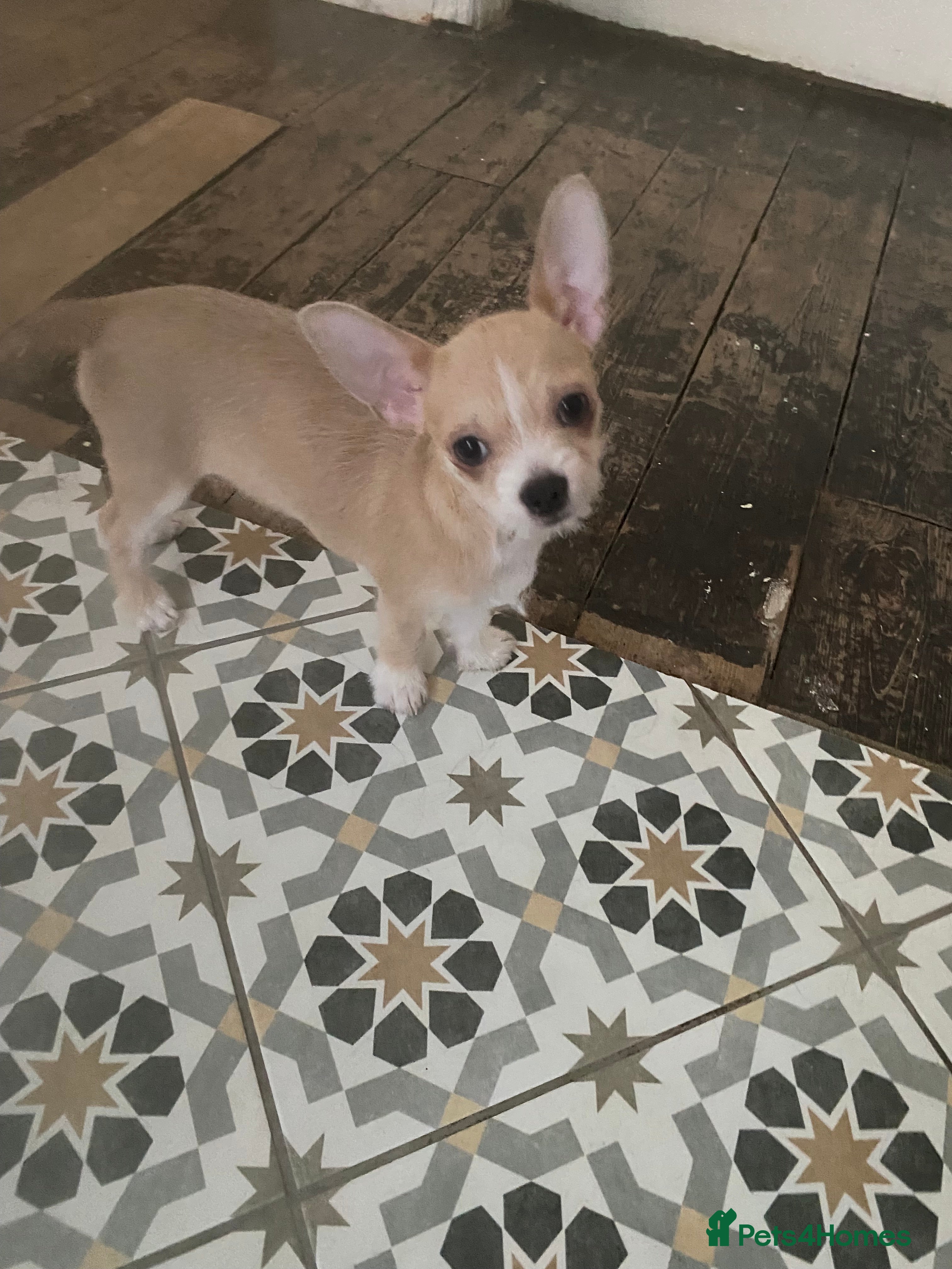 Chihuahua dogs Chihuahua last male reduce  - Advert 6