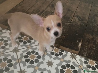 Chihuahua dogs Chihuahua last male reduce - Advert 6