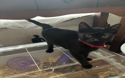 Mixed Breed cats for sale: Gorgeous boy  - Image 3