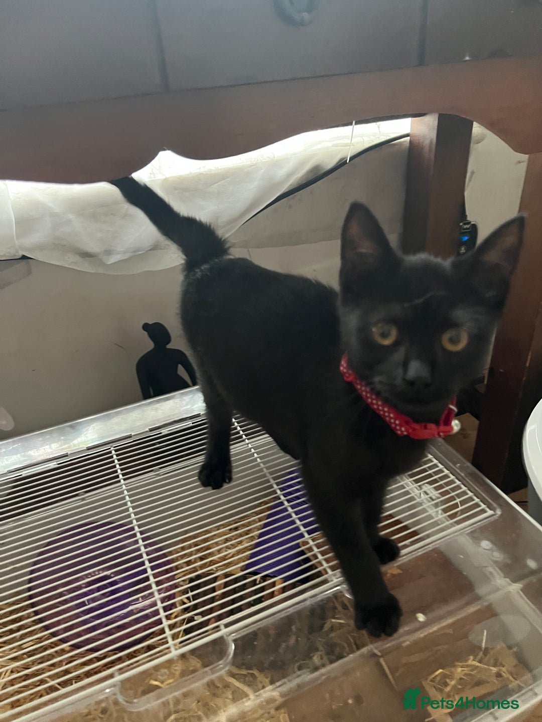 Mixed Breed cats for sale: Gorgeous boy  - Image 3