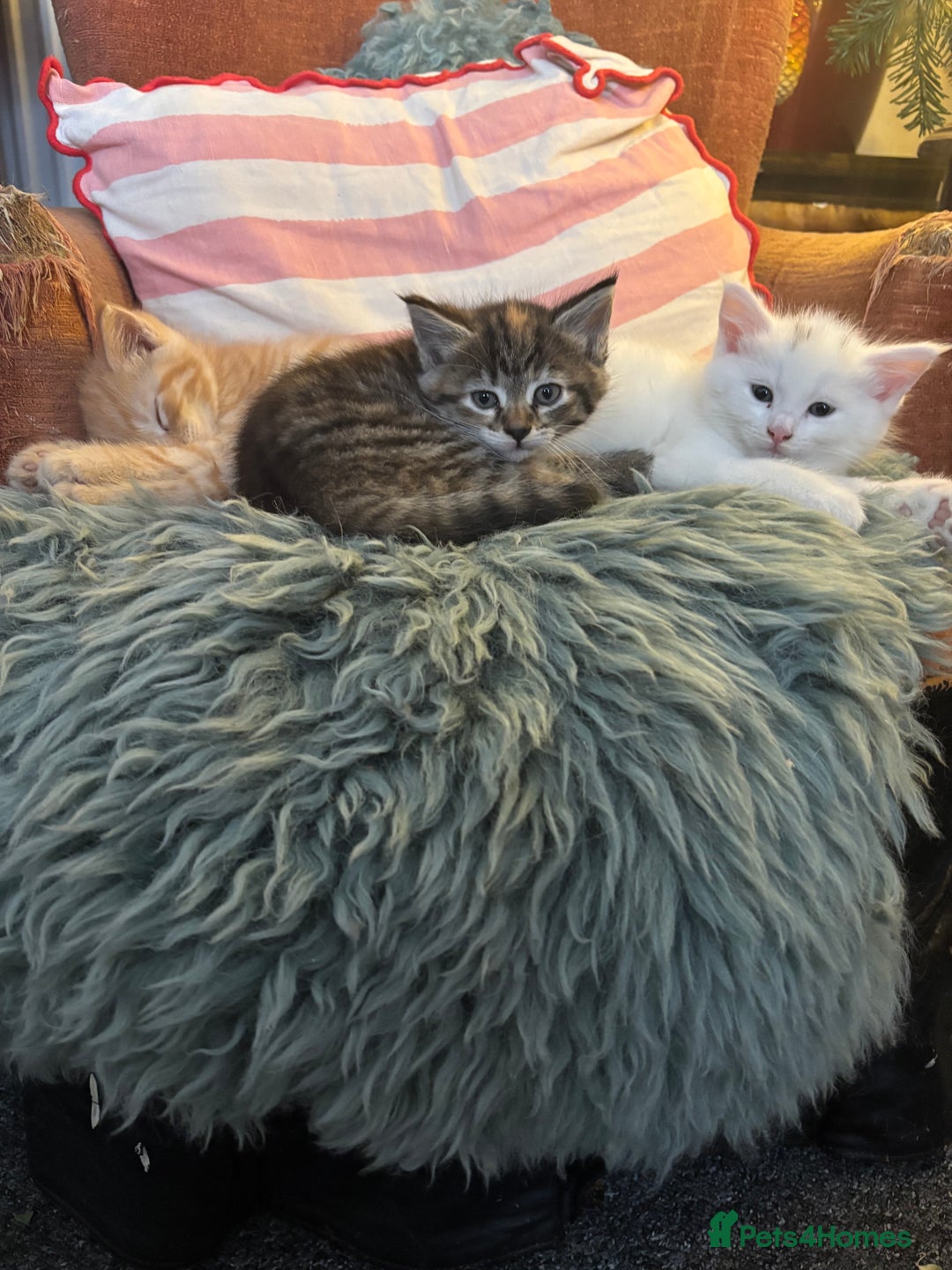 Norwegian Forest Cat cats for sale: Norwegian Forest Cat Kittens  - Advert 12