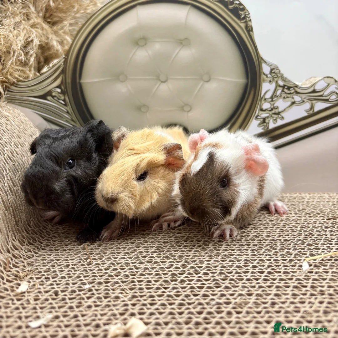 Guinea Pig rodents for sale: LOTS OF PIGGYS FOR SALE 💗 - Advert 13