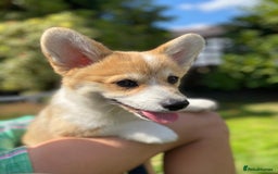 Welsh Corgi Pembroke dogs for sale: Only 1 boy remaining. Ready to go now.  - Image 4