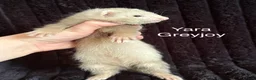 Ferret rodents for sale: ANGELICFERRETS IS BACK - Advert 3