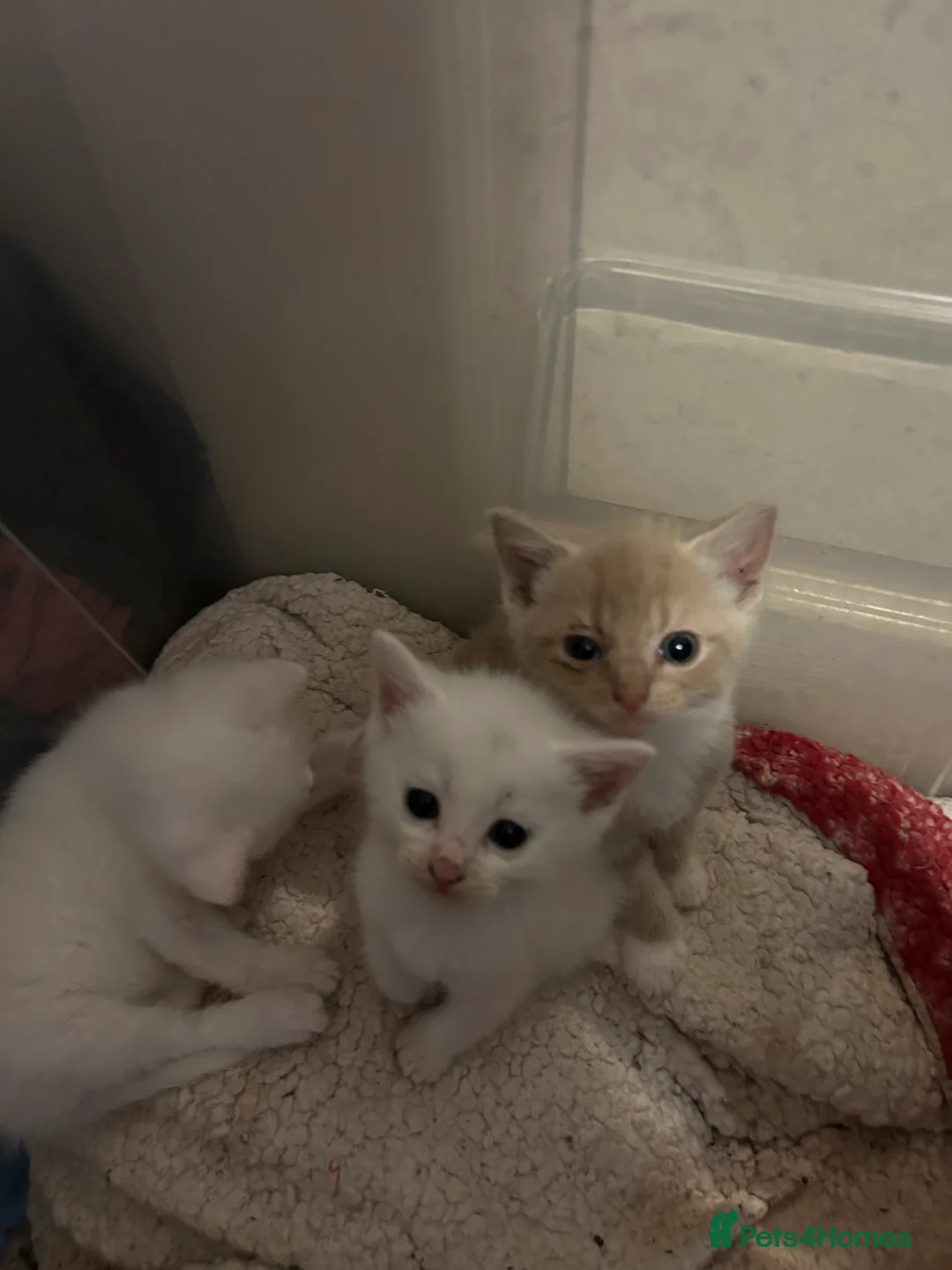 Mixed Breed cats for sale: white kittens available in Leicester - Advert 4