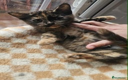 British Shorthair cats for sale: Stunning British Shorthair Kittens Ready Now! - Image 6