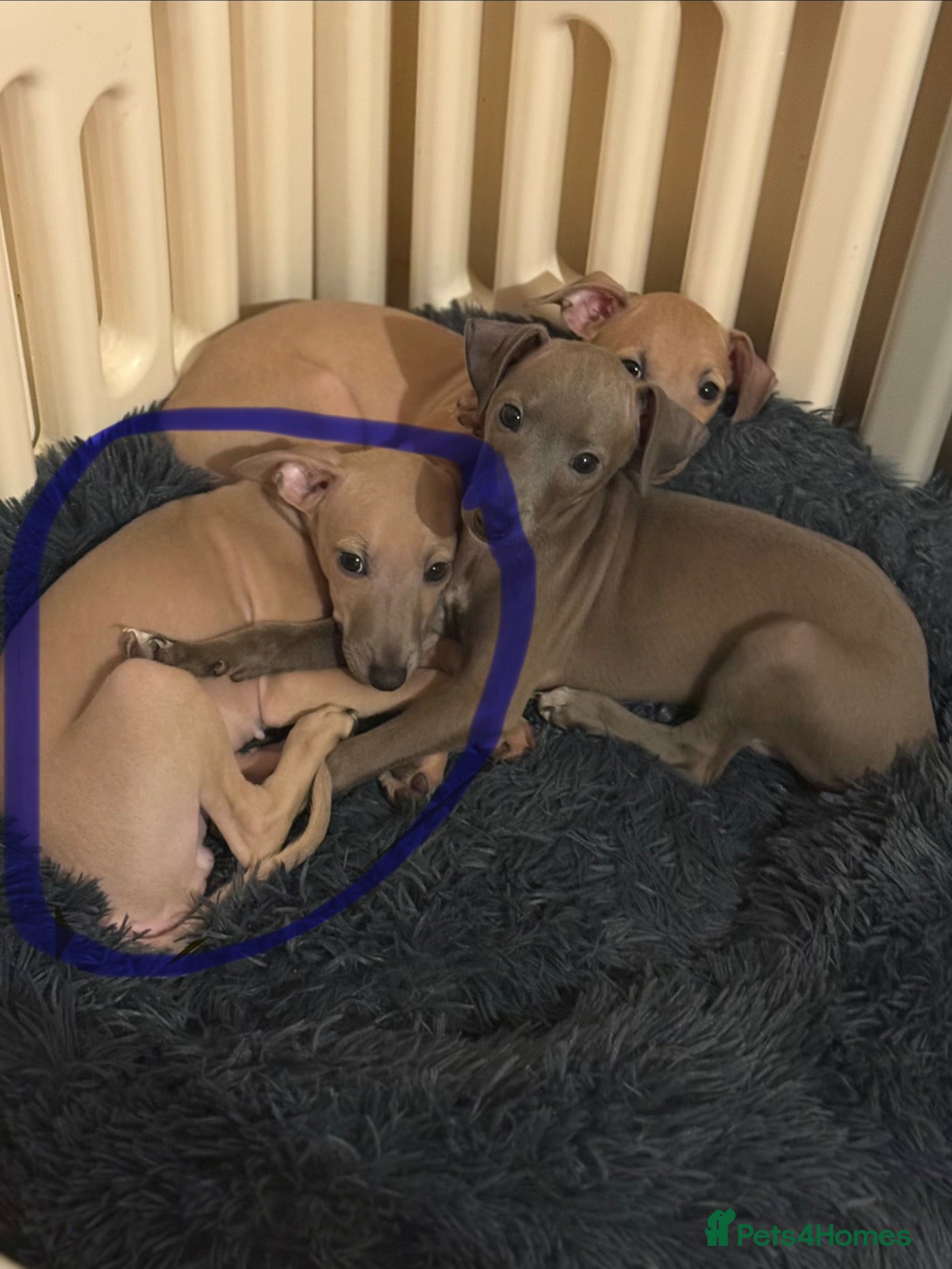 Italian Greyhound dogs for sale: 💙 beautiful Fawn boy looking for his forever home - Advert 1