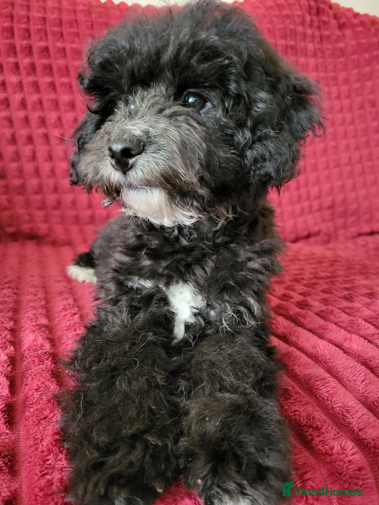 Poochon dogs Poochon READY TO GO Last 2 boys - Advert 1
