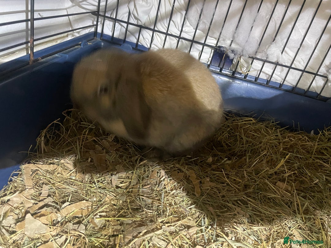 Mini Lop rabbits for sale: Pure bred mini lop baby girl - Advert 8