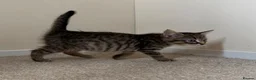 Mixed Breed cats for sale: 2 male tabby kittens urgently need new homes!! - Advert 6