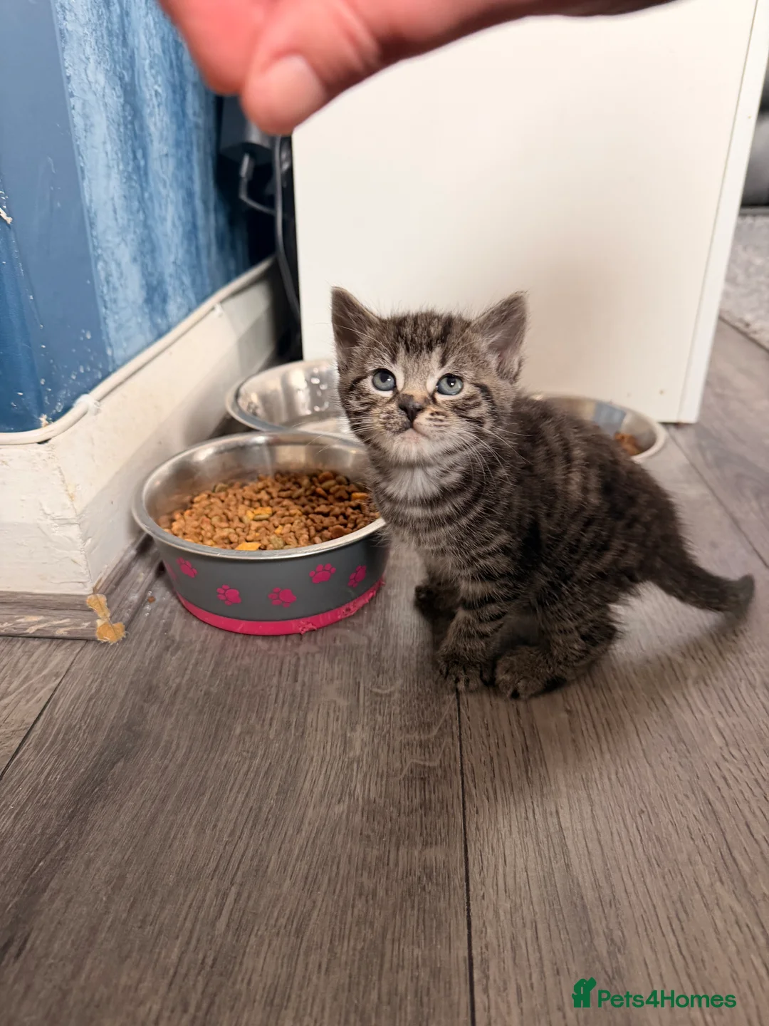 Mixed Breed cats for sale: Kittens - Advert 4