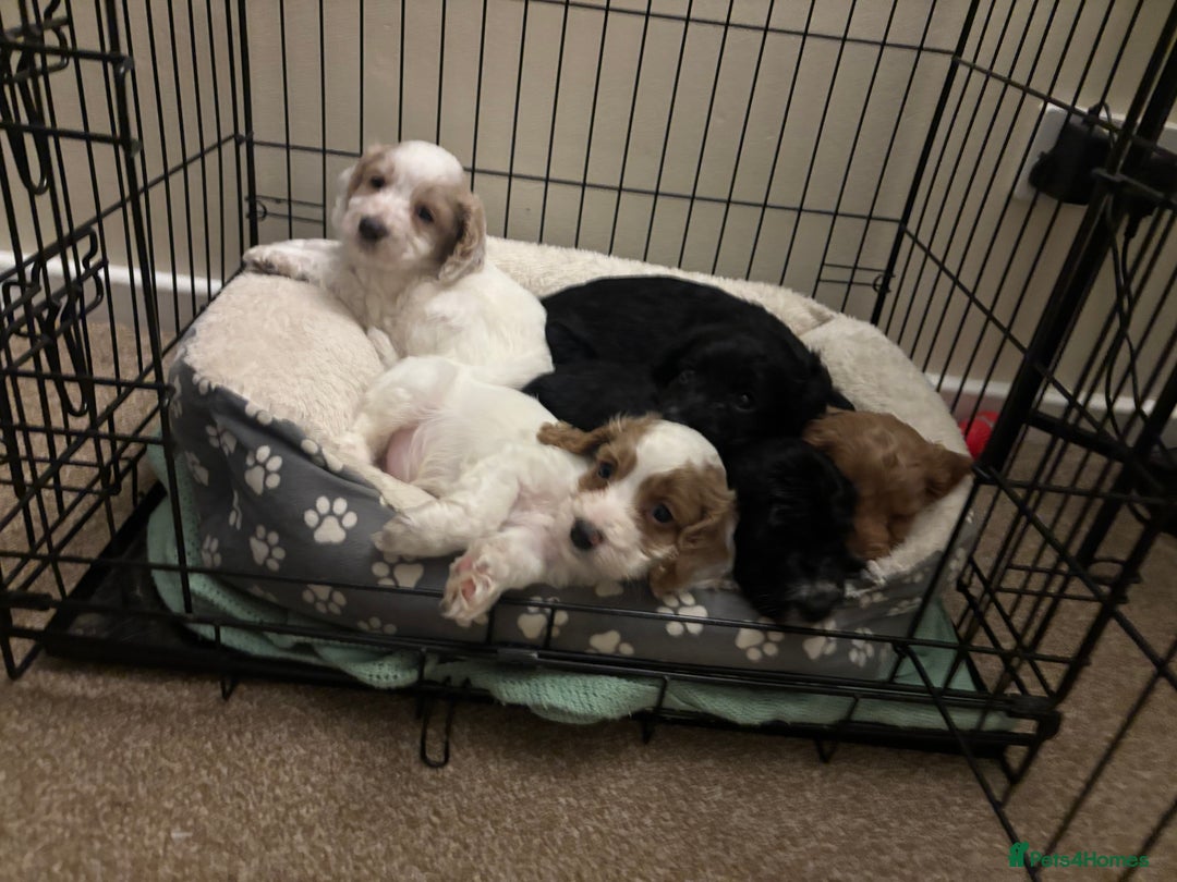 Cockapoo dogs for sale: Cockerpoo - Advert 1