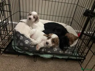 Cockapoo dogs Cockerpoo - Advert 20