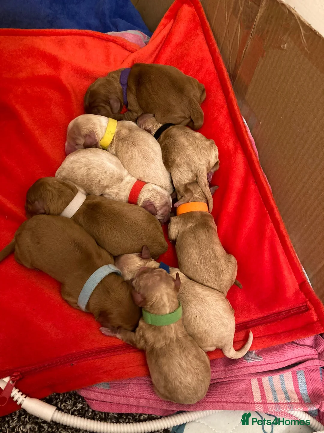 Miniature Poodle dogs for stud: KC Fox Red Fully Health Tested Miniature Poodle in Wirral - Advert 12