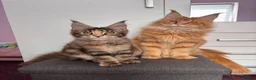 Maine Coon cats for sale: ✨Last Pure Bred Maine Coon Kitten Available  - Advert 6