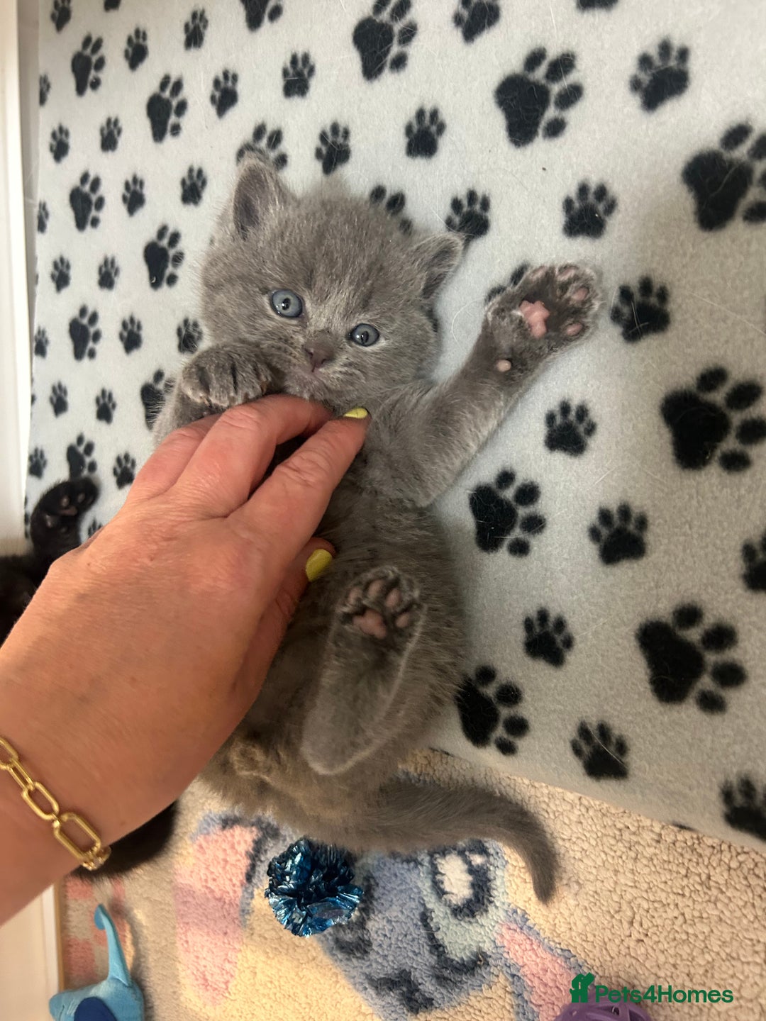 British Shorthair cats for sale: British Shorthair Cross - Image 7